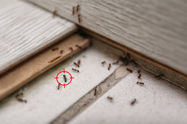 Best Termite Control Services  in Waterflow, NM