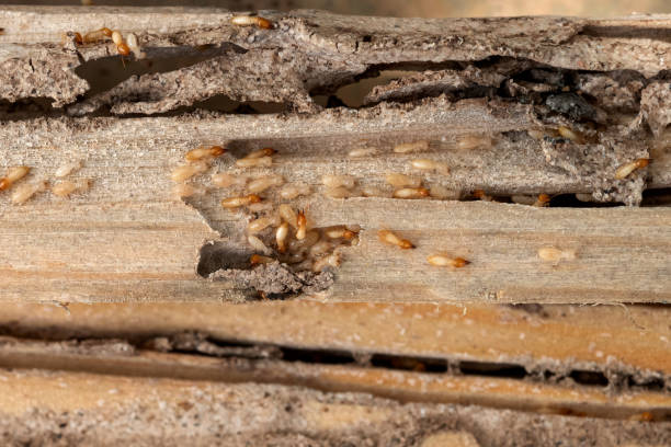 Best Wasp Removal Services  in Waterflow, NM