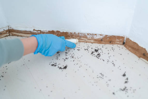 Flea Control Services in Waterflow, NM